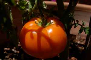 Garden tomato