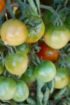 summer tomates